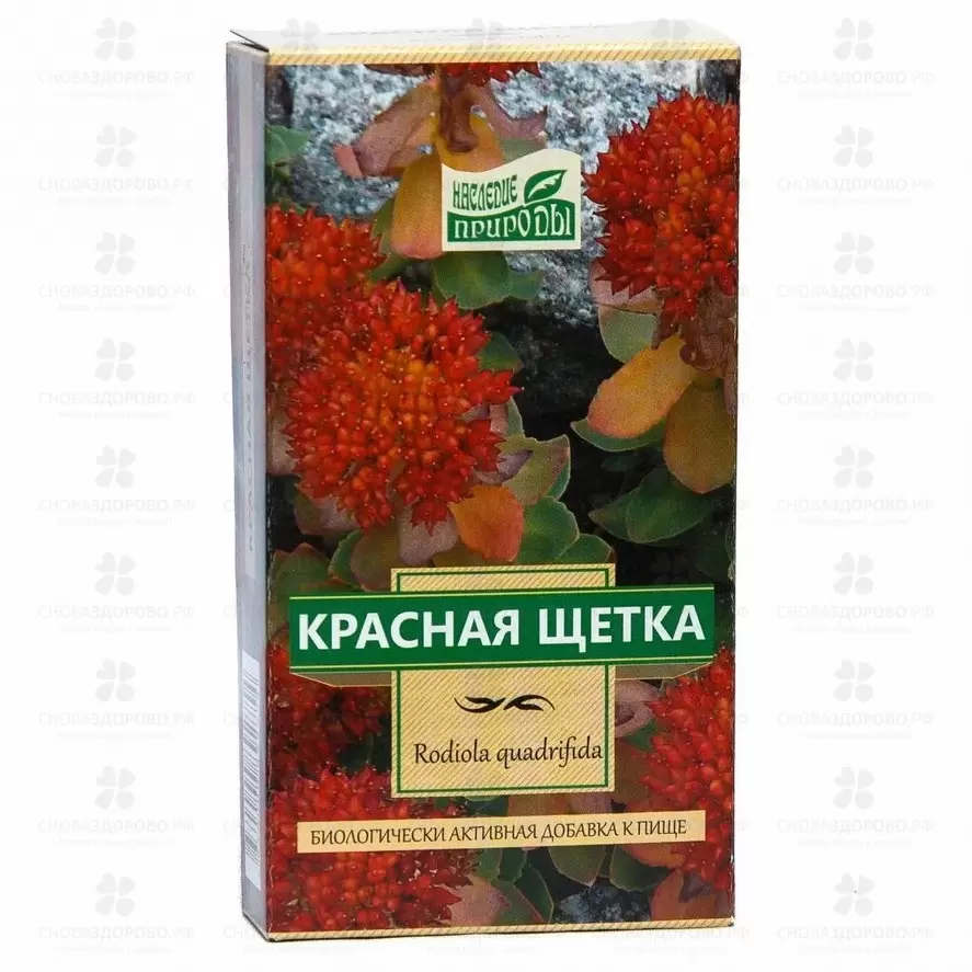 Красная щетка (корневища с корнями) 30г (БАД) ✅ 16032/06261 | Сноваздорово.рф